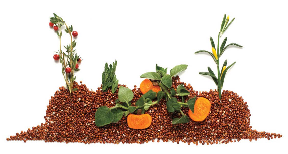 Illustration d’un jardin créée à partir de divers aliments. Une branche de romarin, des abricots, des feuilles d’origan, et des lentilles constituent l’image.
