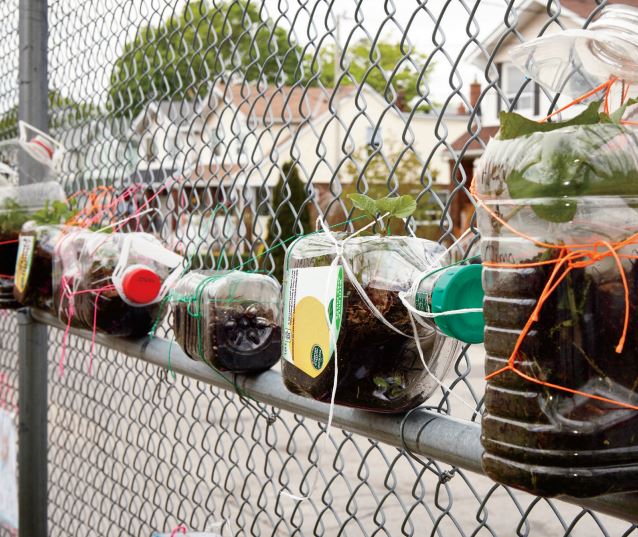Photo de contenants en plastique transparent qui contiennent de la terre et des plantes. Un peu de ficelle les retient contre la clôture de l’école.