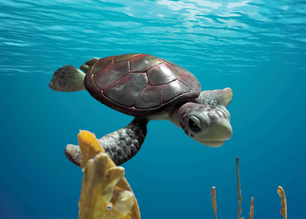 Image du film Une histoire de tortues
