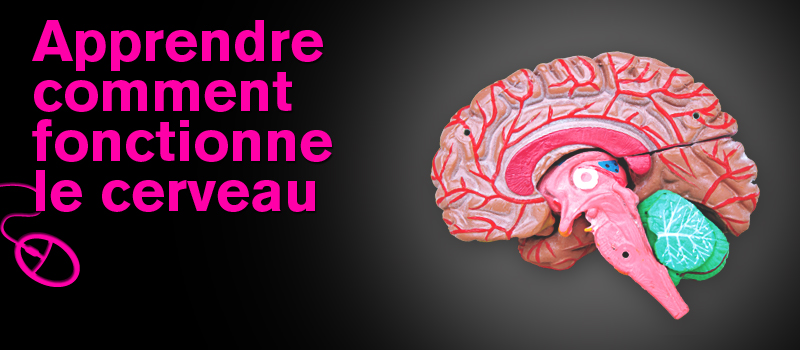 Apprendre comment fonctionne le cerveau 