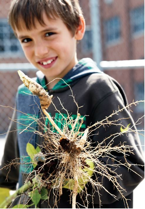 A child smiles at the camera while holding an uprooted potato plant.