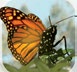 Application icon for "Brian Cox’s Wonders of Life" app. The icon is a closeup of a butterfly.