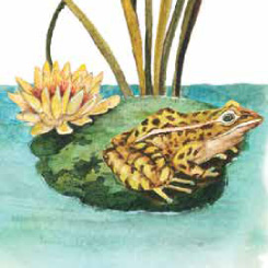A frog on a lily pad